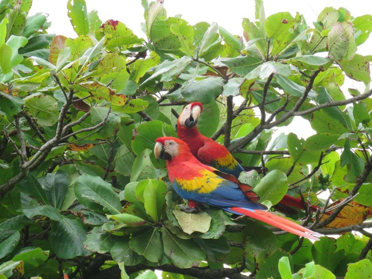 Ceiba Lodge Drake Bay Zewnętrze zdjęcie