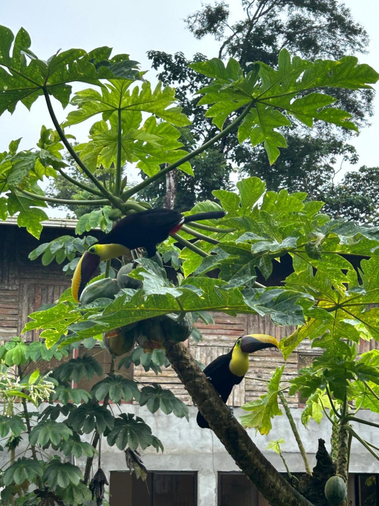 Ceiba Lodge Drake Bay Zewnętrze zdjęcie